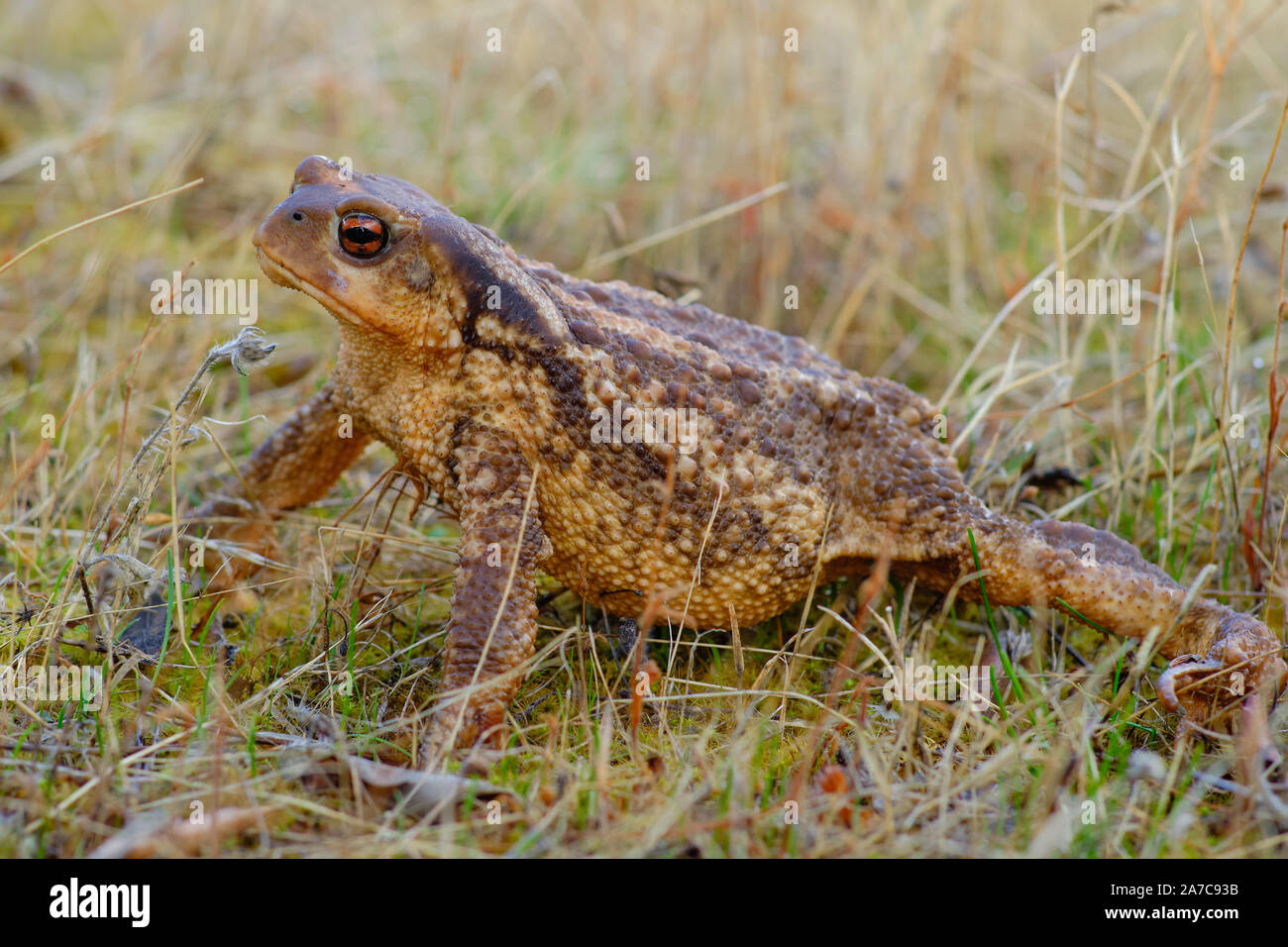 European common toad, background color Animals Wildlife Stock Photo
