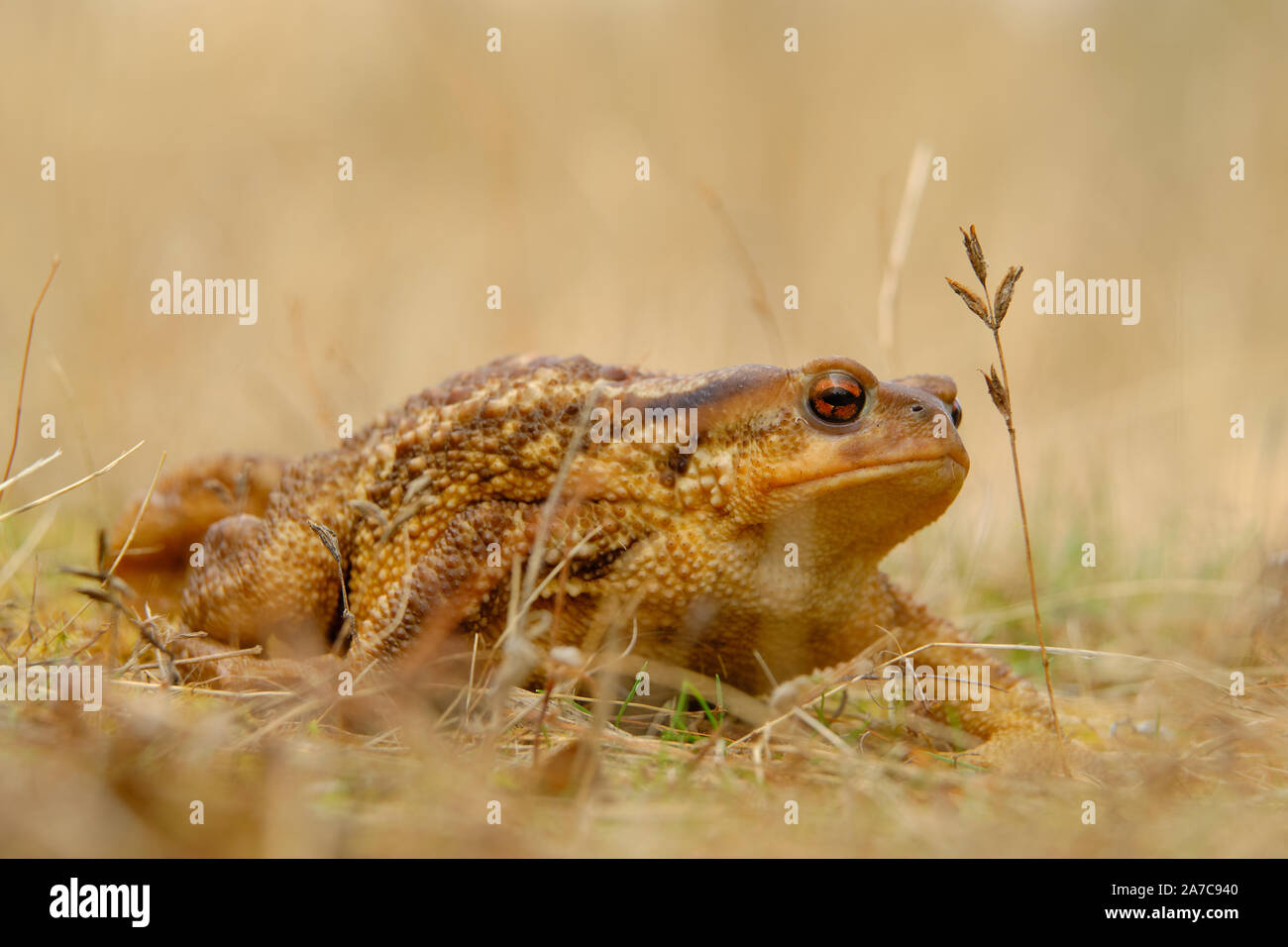 European common toad, background color Animals Wildlife Stock Photo