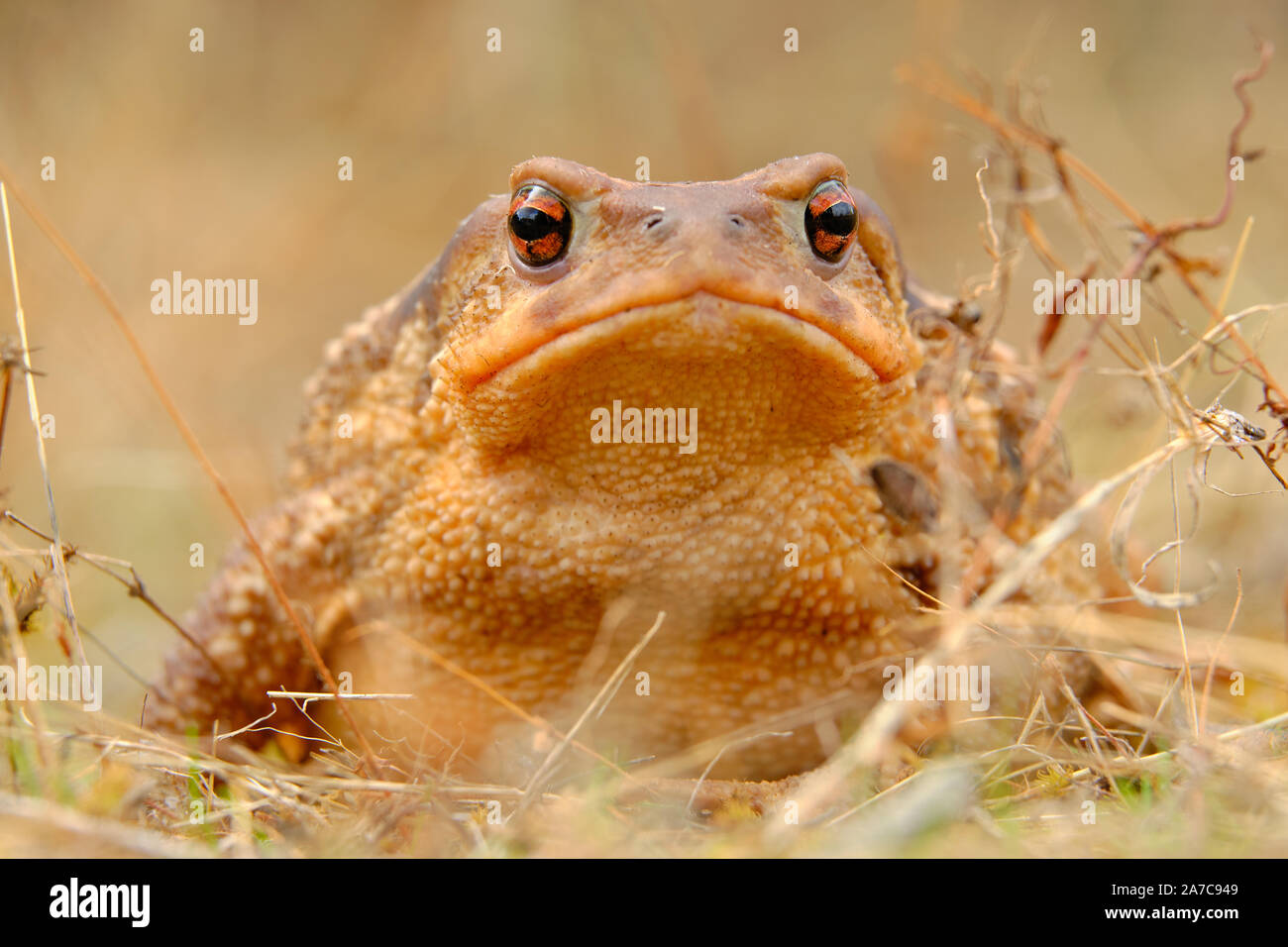 European common toad, background color Animals Wildlife Stock Photo