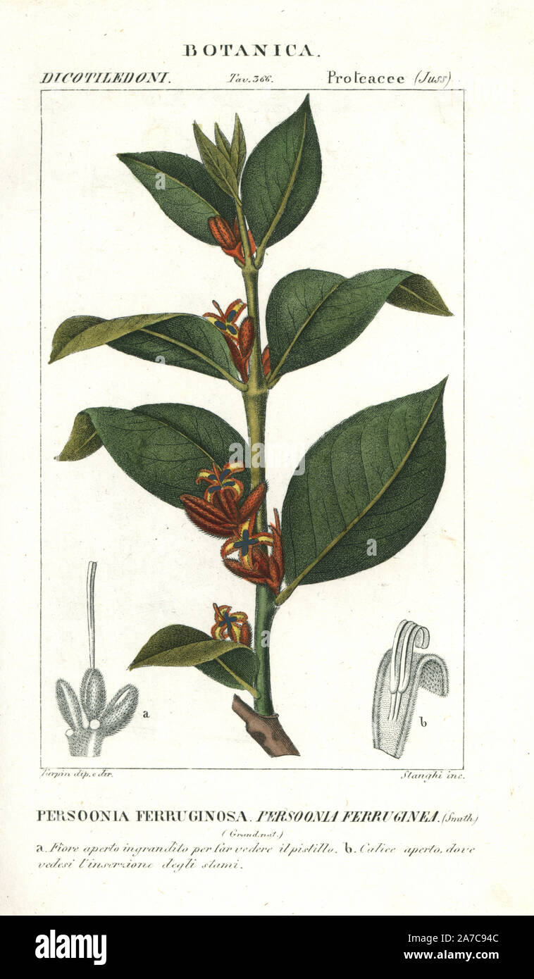 Snottygobbles, Persoonia ferruginea, native to Australia. Handcoloured copperplate stipple engraving from Jussieu's 'Dictionary of Natural Science,' Florence, Italy, 1837. Engraved by Stanghi, drawn by Pierre Jean-Francois Turpin, and published by Batelli e Figli. Turpin (1775-1840) is considered one of the greatest French botanical illustrators of the 19th century. Stock Photo