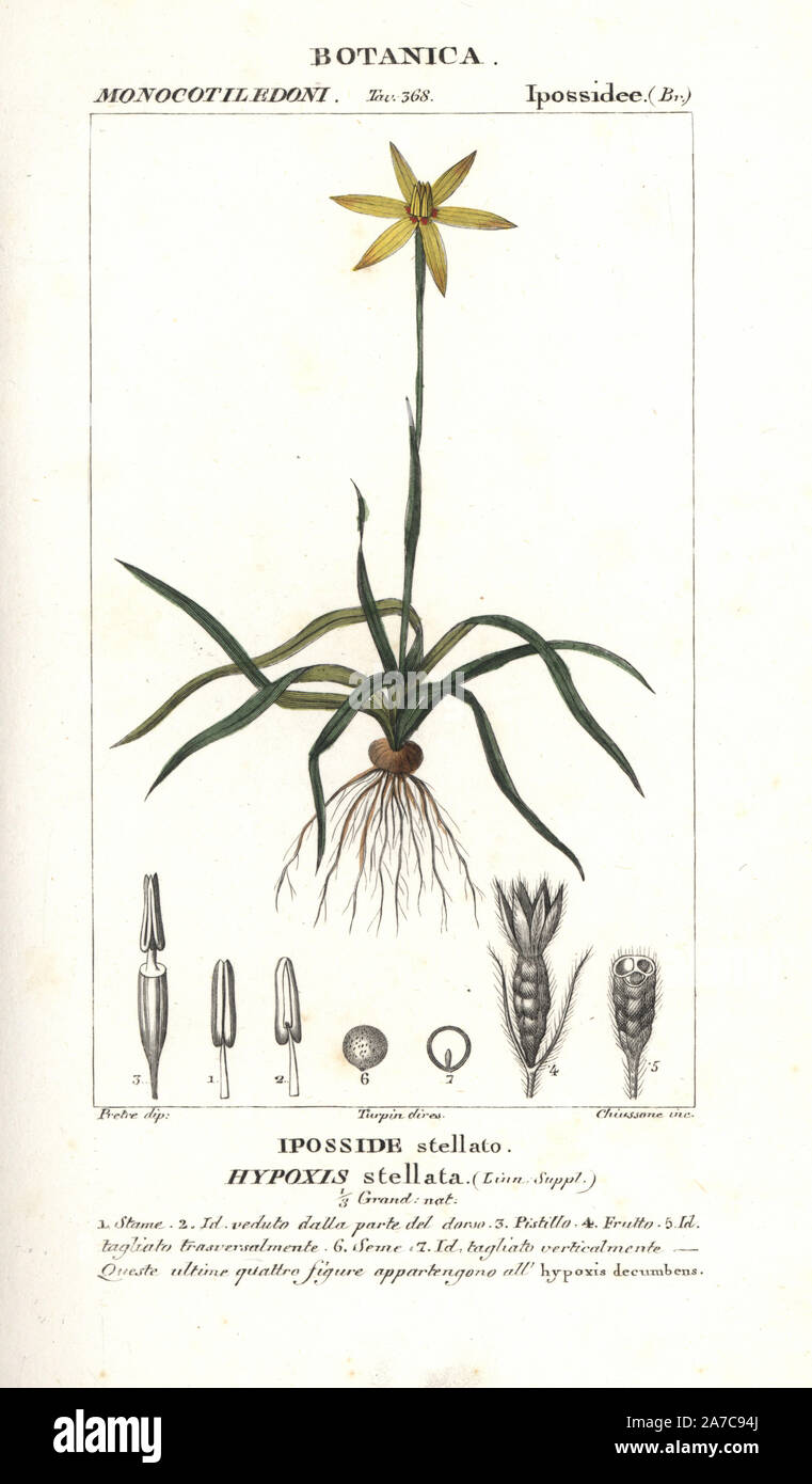 Yellow stargrass, Hypoxis stellata. Handcoloured copperplate stipple engraving from Jussieu's 'Dictionary of Natural Science,' Florence, Italy, 1837. Engraved by Chiussone, drawn by Pretre, directed by Pierre Jean-Francois Turpin, and published by Batelli e Figli. Turpin (1775-1840) is considered one of the greatest French botanical illustrators of the 19th century. Stock Photo