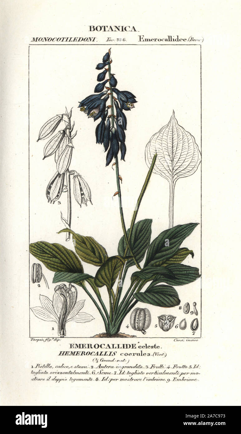 Chinese day lily, Hosta ventricosa, native to China. Handcoloured copperplate stipple engraving from Jussieu's 'Dictionary of Natural Science,' Florence, Italy, 1837. Engraved by Corsi, drawn by Pierre Jean-Francois Turpin, and published by Batelli e Figli. Turpin (1775-1840) is considered one of the greatest French botanical illustrators of the 19th century. Stock Photo