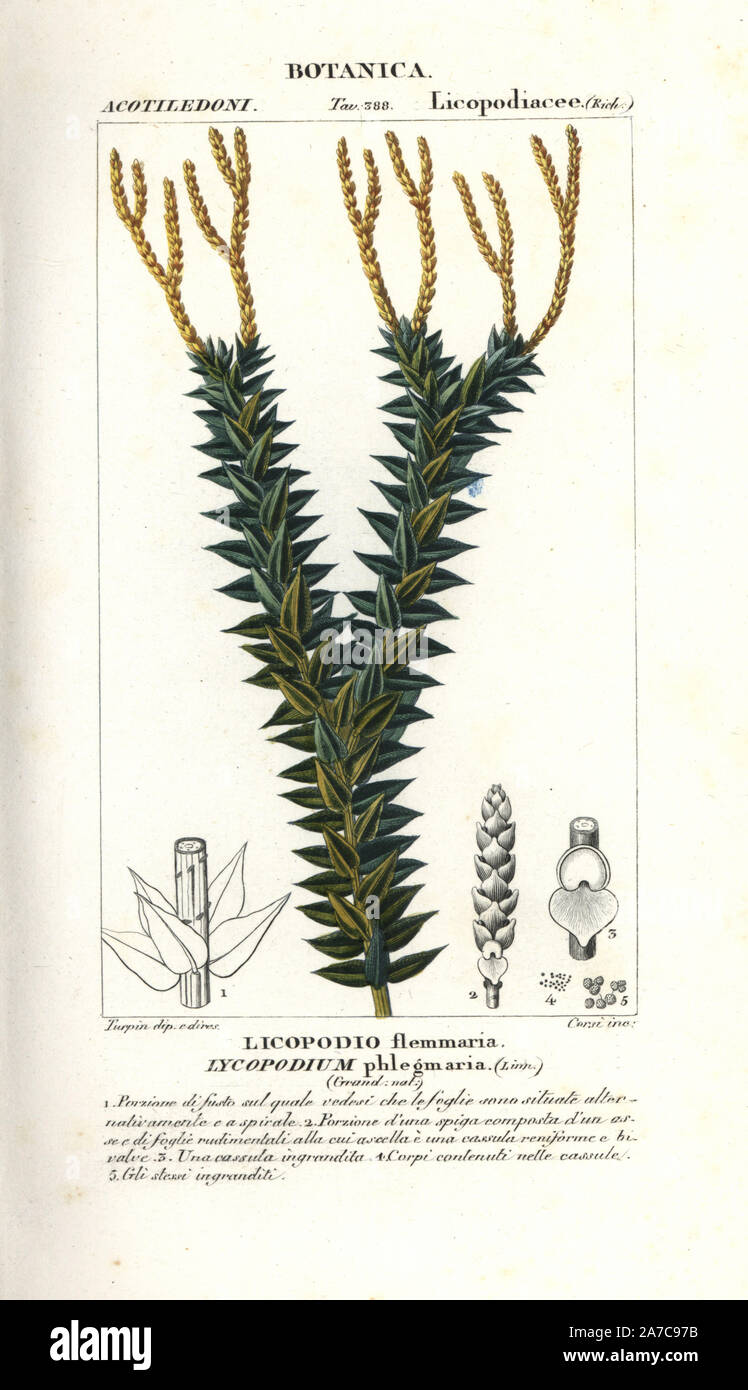 Coarse tassel fern, Huperzia phlegmaria. Handcoloured copperplate stipple engraving from Jussieu's 'Dictionary of Natural Science,' Florence, Italy, 1837. Engraved by Corsi, drawn by Pierre Jean-Francois Turpin, and published by Batelli e Figli. Turpin (1775-1840) is considered one of the greatest French botanical illustrators of the 19th century. Stock Photo
