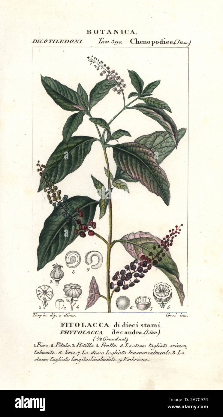 Pokeweed, Phytolacca decandra, native to America. Handcoloured copperplate stipple engraving from Jussieu's 'Dictionary of Natural Science,' Florence, Italy, 1837. Engraved by Corsi, drawn by Pierre Jean-Francois Turpin, and published by Batelli e Figli. Turpin (1775-1840) is considered one of the greatest French botanical illustrators of the 19th century. Stock Photo