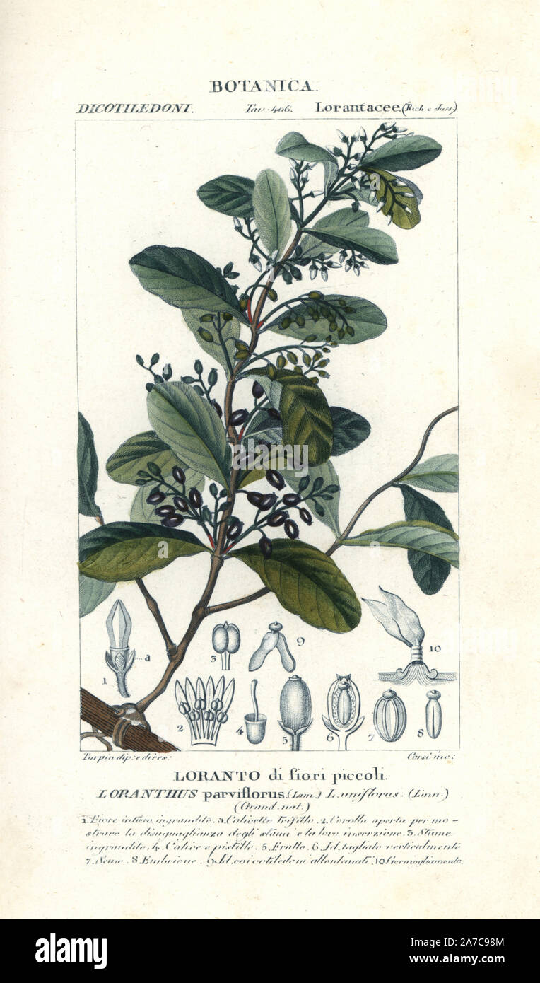 Englerina parviflora, native to Africa. Handcoloured copperplate stipple engraving from Jussieu's 'Dictionary of Natural Science,' Florence, Italy, 1837. Engraved by Corsi, drawn by Pierre Jean-Francois Turpin, and published by Batelli e Figli. Turpin (1775-1840) is considered one of the greatest French botanical illustrators of the 19th century. Stock Photo