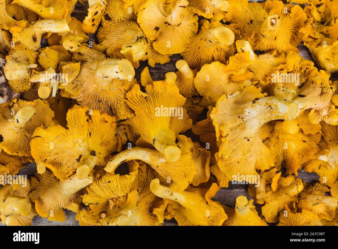 Yellow Chanterelle Mushrooms Cantharellus Cibarius Full Frame Stock Yellow Chanterelle Mushrooms Cantharellus Cibarius Full Frame 2A7C98T