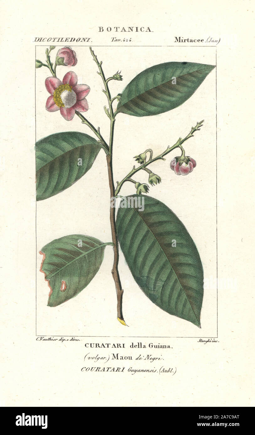 Fine-leaf Wadara, Couratari guianensis, vulnerable woody plant native to South America. Handcoloured copperplate stipple engraving from Jussieu's 'Dictionary of Natural Science,' Florence, Italy, 1837. Engraved by Stanghi, drawn by C. Vauthier, and published by Batelli e Figli. Turpin (1775-1840) is considered one of the greatest French botanical illustrators of the 19th century. Stock Photo