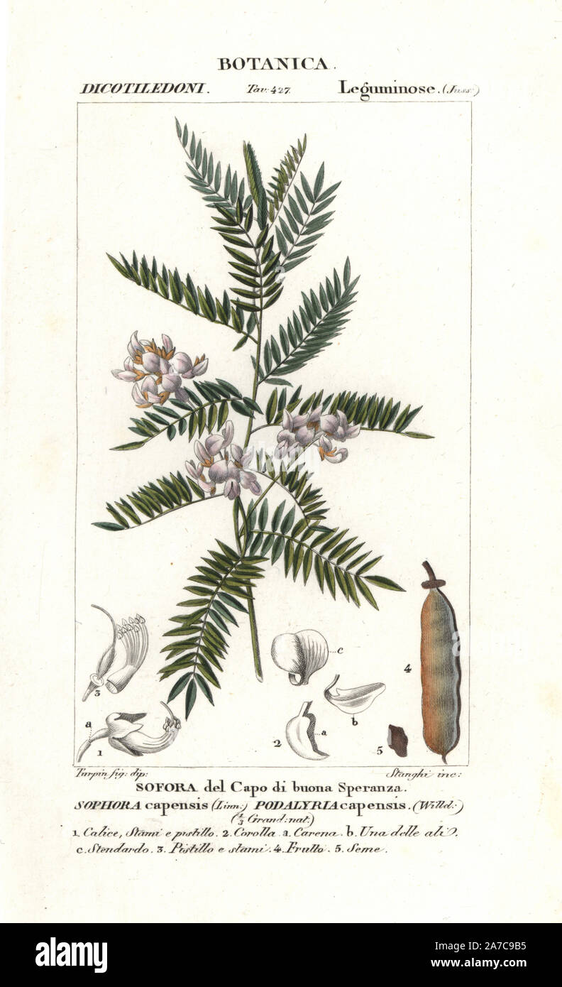 Pink blossom tree, Virgilia oroboides, native to South Africa. Handcoloured copperplate stipple engraving from Jussieu's 'Dictionary of Natural Science,' Florence, Italy, 1837. Engraved by Stanghi, drawn by Pierre Jean-Francois Turpin, and published by Batelli e Figli. Turpin (1775-1840) is considered one of the greatest French botanical illustrators of the 19th century. Stock Photo