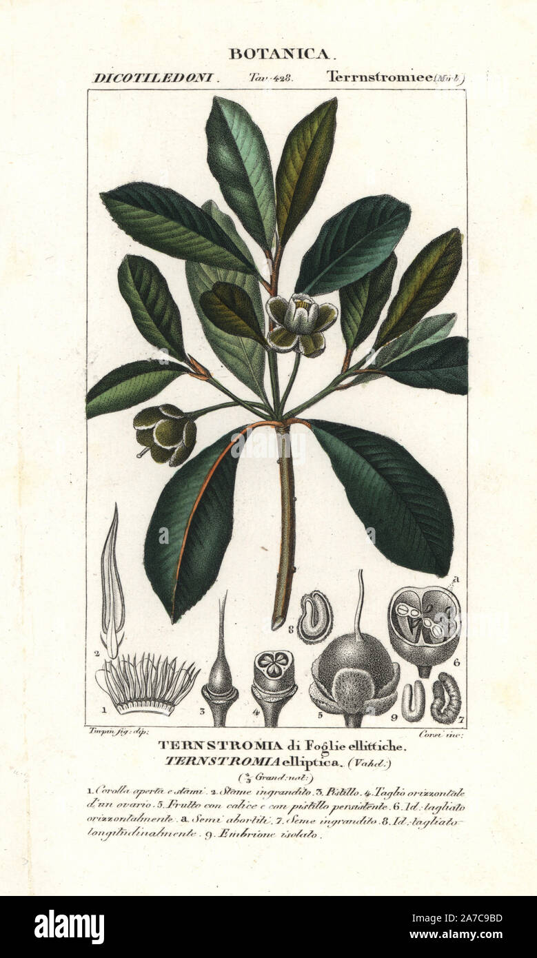 Wintergreen tree, Ternstroemia elliptica, native to the Caribbean. Handcoloured copperplate stipple engraving from Jussieu's 'Dictionary of Natural Science,' Florence, Italy, 1837. Engraved by Corsi, drawn by Pierre Jean-Francois Turpin, and published by Batelli e Figli. Turpin (1775-1840) is considered one of the greatest French botanical illustrators of the 19th century. Stock Photo