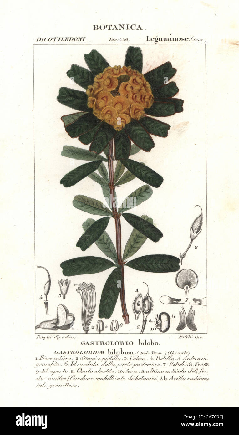 Heart-leaved poison, Gastrolobium bilobum, native to Australia. Handcoloured copperplate stipple engraving from Jussieu's 'Dictionary of Natural Science,' Florence, Italy, 1837. Engraved by Politi, drawn by Pierre Jean-Francois Turpin, and published by Batelli e Figli. Turpin (1775-1840) is considered one of the greatest French botanical illustrators of the 19th century. Stock Photo