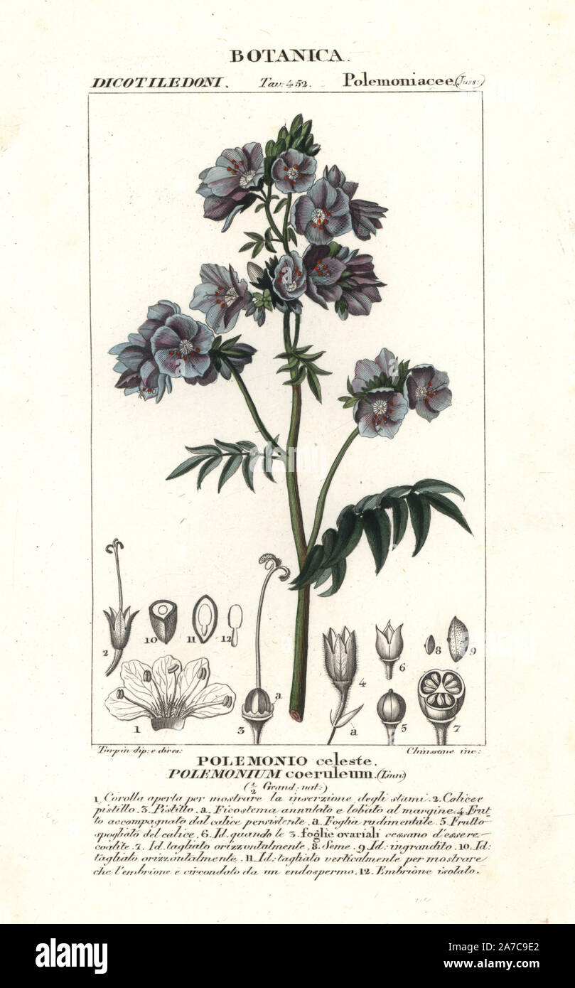 Jacob's ladder or Greek valerian, Polemonium caeruleum, native to America. Handcoloured copperplate stipple engraving from Jussieu's 'Dictionary of Natural Science,' Florence, Italy, 1837. Engraved by Chiussone, drawn by Pierre Jean-Francois Turpin, and published by Batelli e Figli. Turpin (1775-1840) is considered one of the greatest French botanical illustrators of the 19th century. Stock Photo