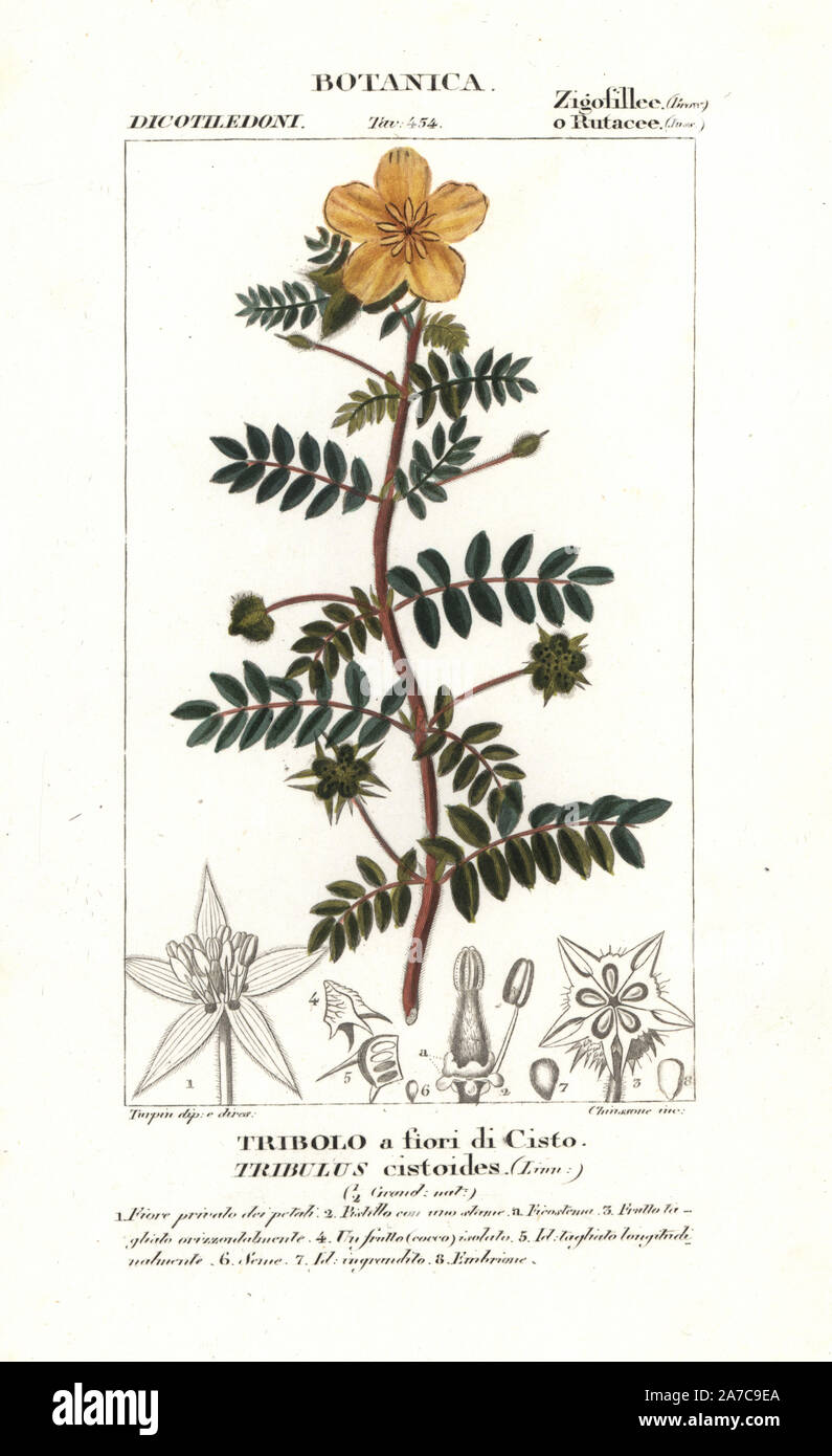 Jamaican feverplant, Tribulus cistoides. Handcoloured copperplate stipple engraving from Jussieu's "Dictionary of Natural Science," Florence, Italy, 1837. Engraved by Chiussone, drawn by Pierre Jean-Francois Turpin, and published by Batelli e Figli. Turpin (1775-1840) is considered one of the greatest French botanical illustrators of the 19th century. Stock Photo