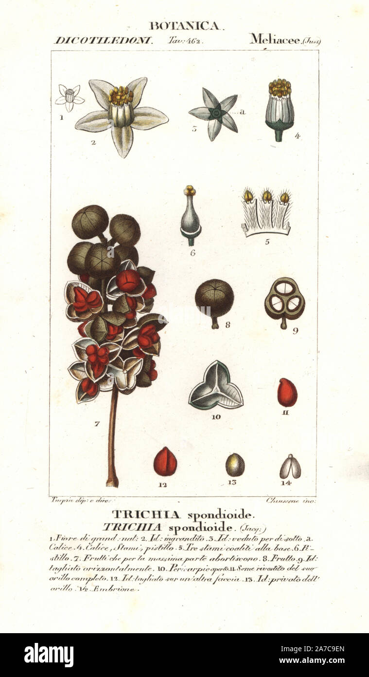 Broomstick, broomwood or cabo de hacha, Trichilia spondioide. Handcoloured copperplate stipple engraving from Jussieu's 'Dictionary of Natural Science,' Florence, Italy, 1837. Engraved by Chiussone, drawn by Pierre Jean-Francois Turpin, and published by Batelli e Figli. Turpin (1775-1840) is considered one of the greatest French botanical illustrators of the 19th century. Stock Photo