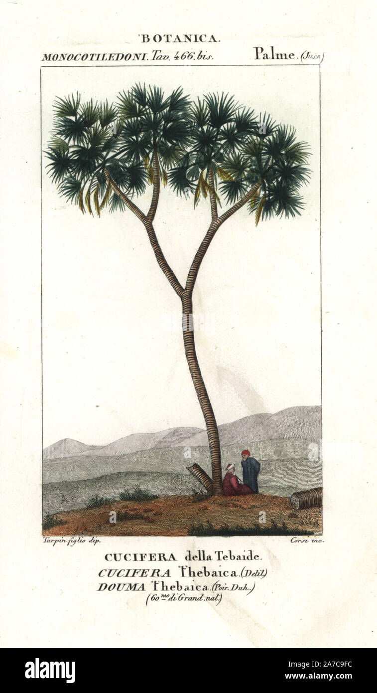 Doum palm or gingerbread tree, Hyphaene thebaica, native to Egypt, Sudan and Kenya. Handcoloured copperplate stipple engraving from Jussieu's 'Dictionary of Natural Science,' Florence, Italy, 1837. Engraved by Corsi, drawn by Pierre Jean-Francois Turpin, and published by Batelli e Figli. Turpin (1775-1840) is considered one of the greatest French botanical illustrators of the 19th century. Stock Photo