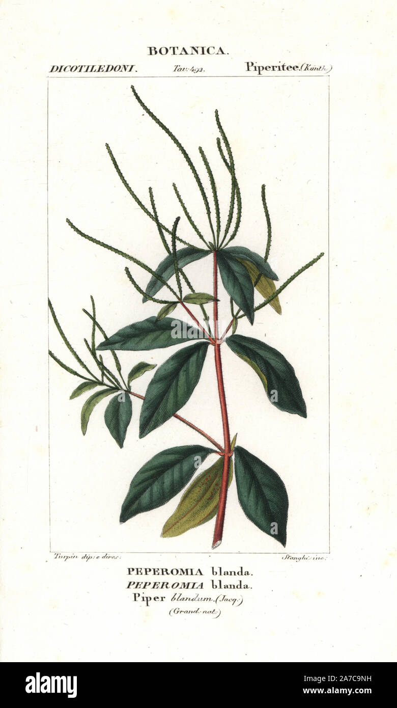 Arid-land peperomia, Peperomia blanda. Handcoloured copperplate stipple engraving from Jussieu's 'Dictionary of Natural Science,' Florence, Italy, 1837. Engraved by Stanghi, drawn by Pierre Jean-Francois Turpin, and published by Batelli e Figli. Turpin (1775-1840) is considered one of the greatest French botanical illustrators of the 19th century. Stock Photo