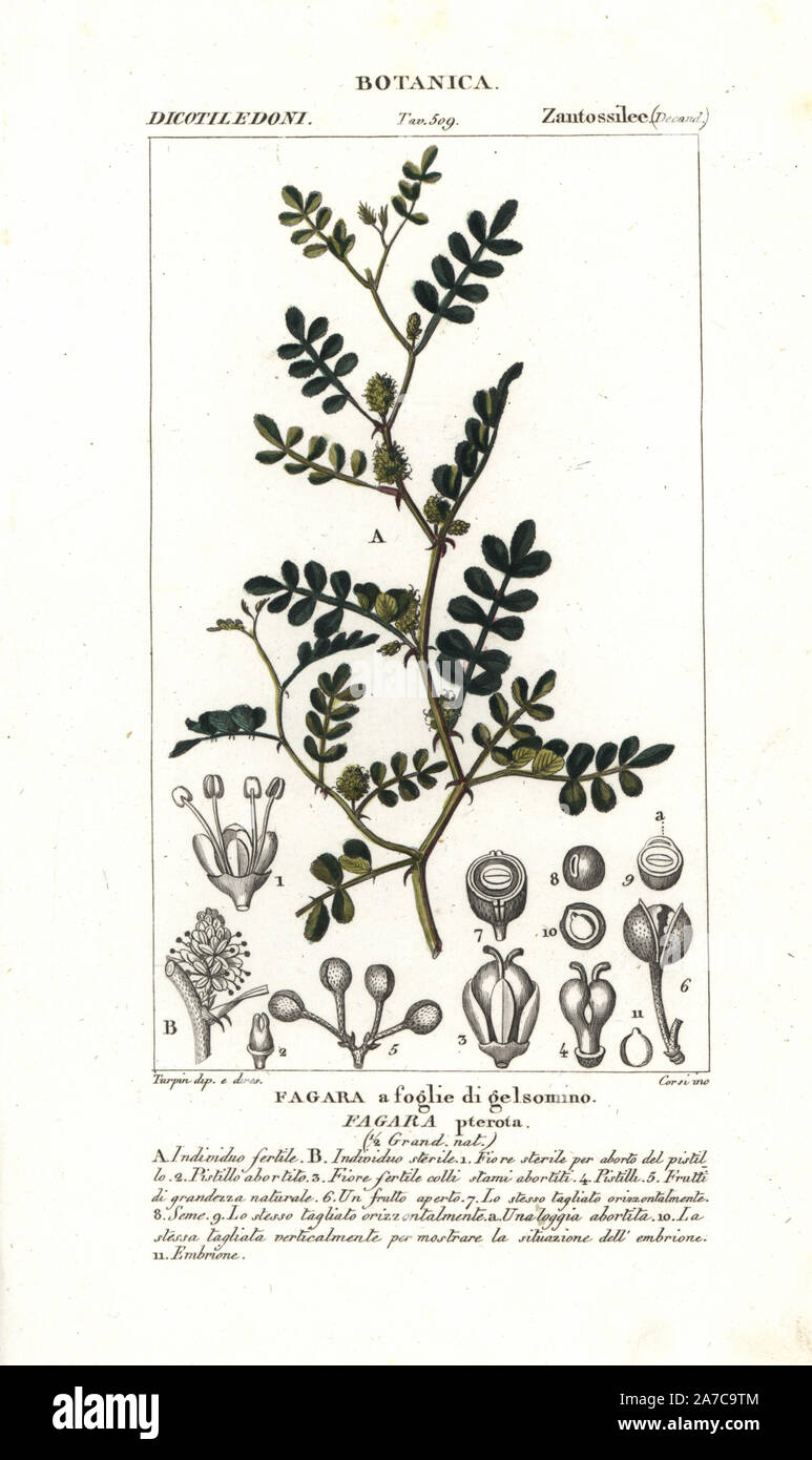 Wild lime, Zanthoxylum fagara, native to the Americas. Handcoloured copperplate stipple engraving from Jussieu's 'Dictionary of Natural Science,' Florence, Italy, 1837. Engraved by Corsi, drawn by Pierre Jean-Francois Turpin, and published by Batelli e Figli. Turpin (1775-1840) is considered one of the greatest French botanical illustrators of the 19th century. Stock Photo