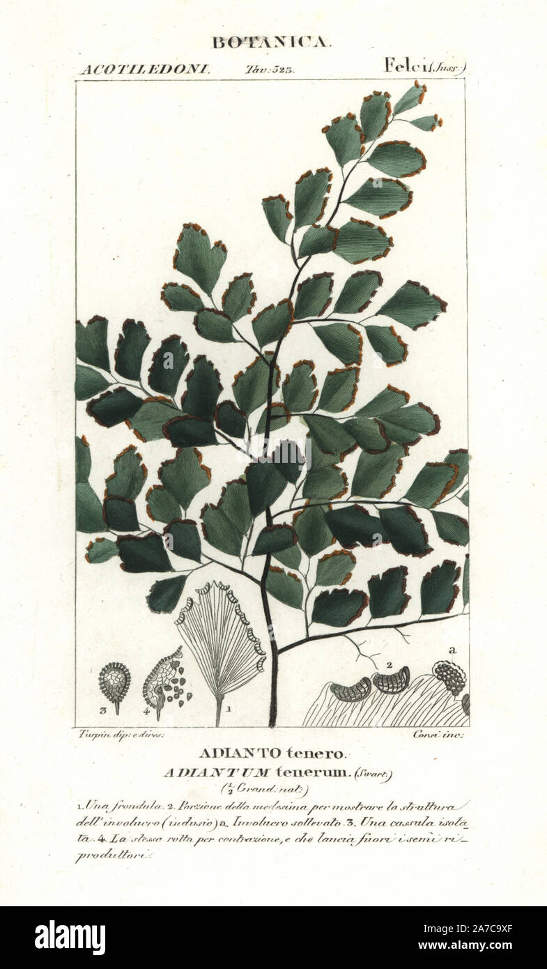 Fan maidenhair fern, Adiantum tenerum. Handcoloured copperplate stipple engraving from Jussieu's 'Dictionary of Natural Science,' Florence, Italy, 1837. Engraved by Corsi, drawn by Pierre Jean-Francois Turpin, and published by Batelli e Figli. Turpin (1775-1840) is considered one of the greatest French botanical illustrators of the 19th century. Stock Photo