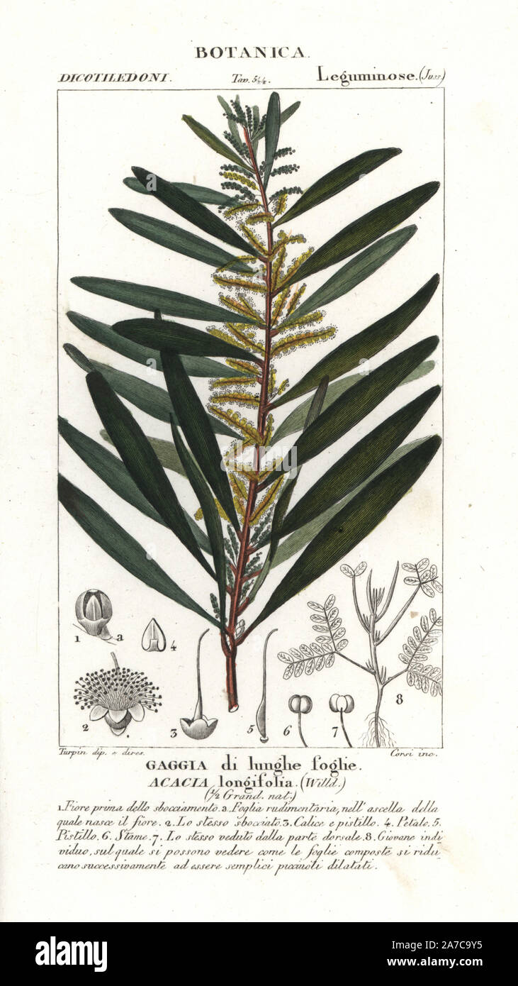Long-leaved wattle, Acacia longifolia, native to Australia. Handcoloured copperplate stipple engraving from Jussieu's 'Dictionary of Natural Science,' Florence, Italy, 1837. Engraved by Corsi, drawn by Pierre Jean-Francois Turpin, and published by Batelli e Figli. Turpin (1775-1840) is considered one of the greatest French botanical illustrators of the 19th century. Stock Photo