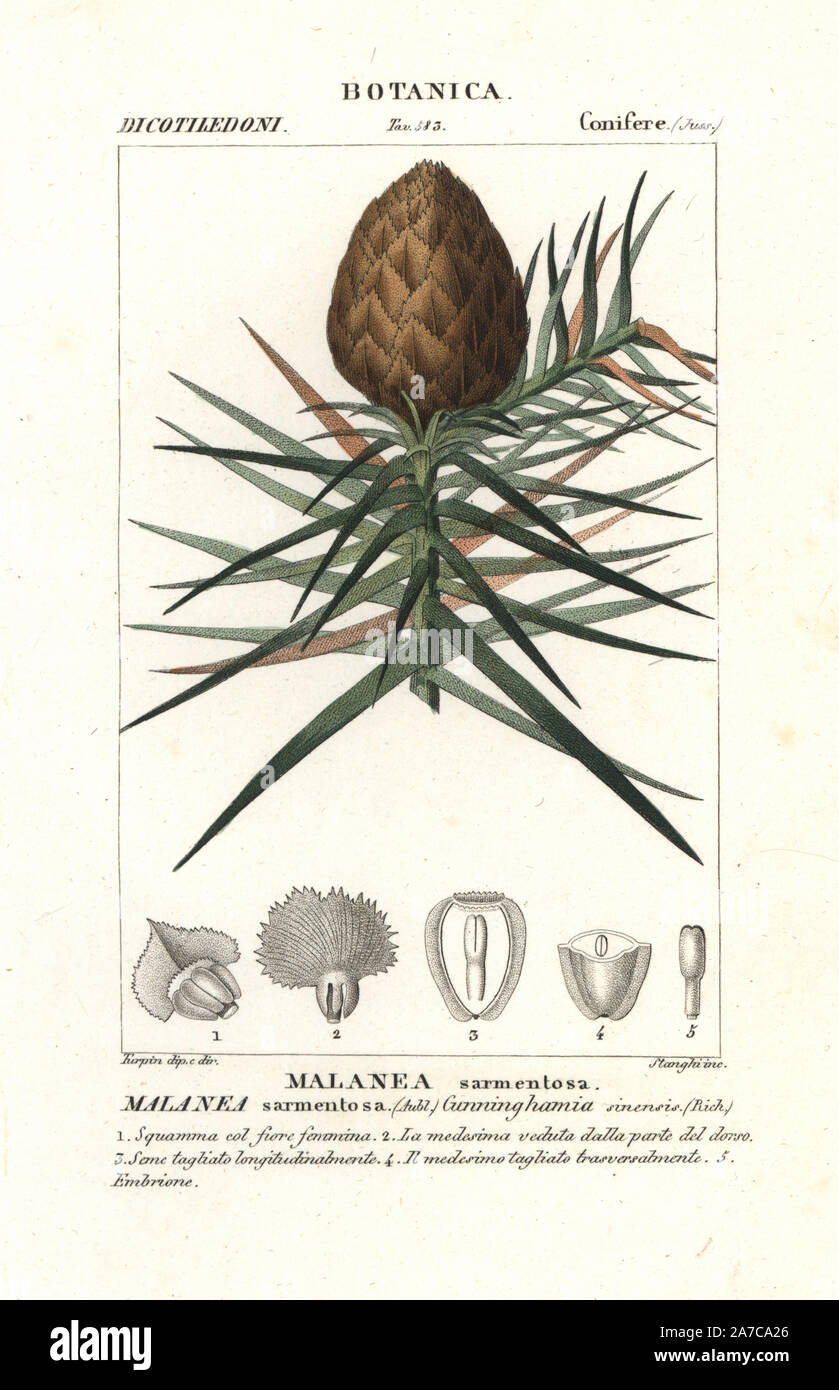 China fir, Malanea sarmentosa tree, native to China. Handcoloured copperplate stipple engraving from Jussieu's 'Dictionary of Natural Science,' Florence, Italy, 1837. Engraved by Corsi, drawn by Pierre Jean-Francois Turpin, and published by Batelli e Figli. Turpin (1775-1840) is considered one of the greatest French botanical illustrators of the 19th century. Stock Photo