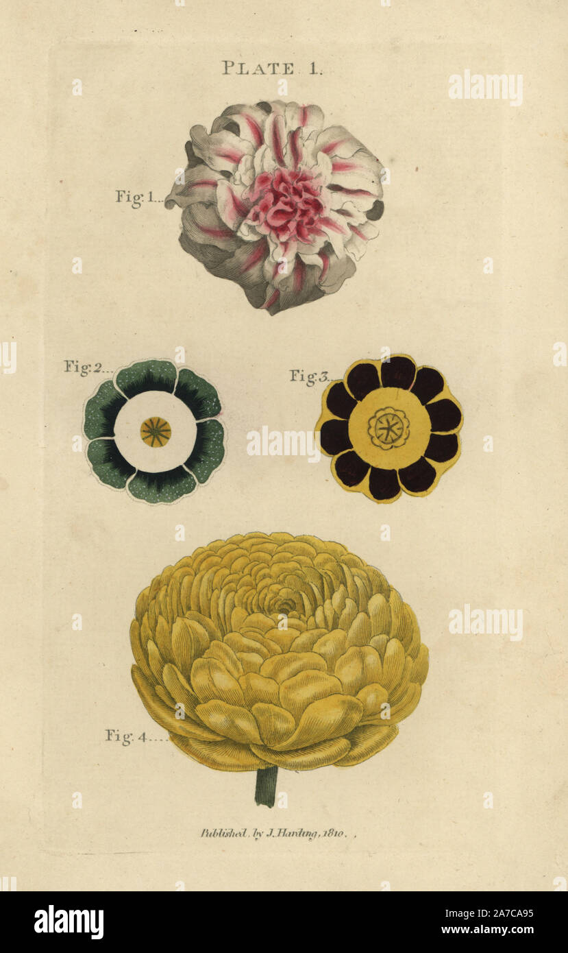 Flower of a double hyacinth, Hyacinthus orientalis, pip of auriculas, Primula auricula, and double ranunculus. Handcoloured copperplate engraving from James Maddock's 'The Florist's Directory,' London, John Harding, 1810. New edition improved by Samuel Curtis, whose sister married James Maddock junior. Stock Photo
