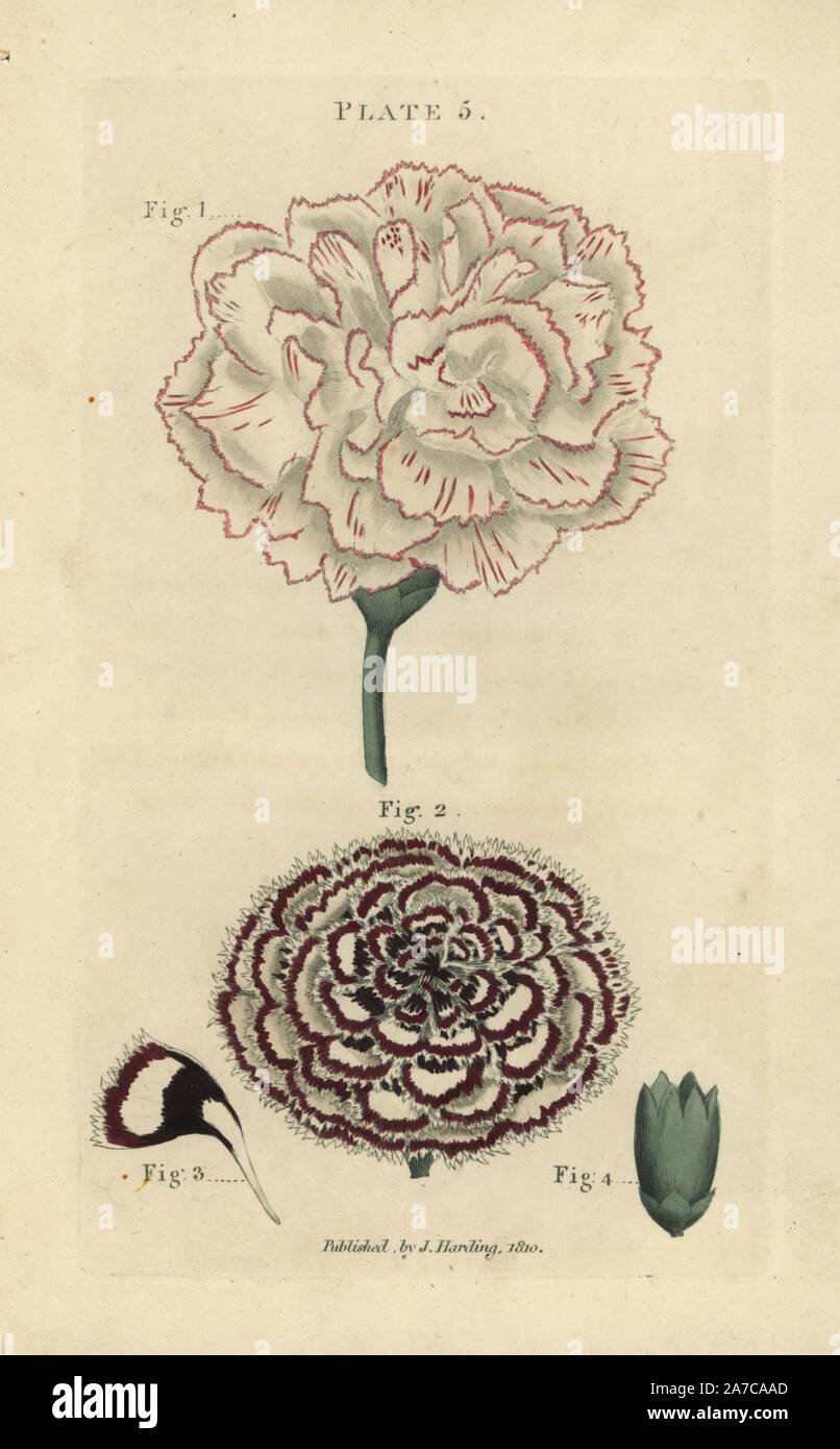 Flower head of a variegated pink Picotee carnation and double laced Pink carnation, Dianthus caryophyllus, with petal 3 and empty calyx 4. Handcoloured copperplate engraving from James Maddock's 'The Florist's Directory,' London, John Harding, 1810. New edition improved by Samuel Curtis, whose sister married James Maddock junior. Stock Photo