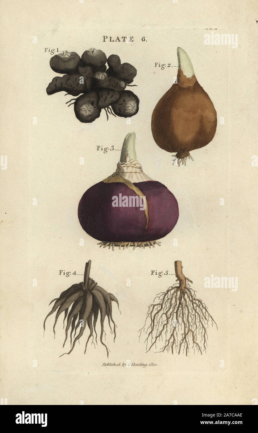 Tuberous root of an anemone 1, tulip bulb 2, hyacinth bulb 3, ranunculus root 4, and fibrous plant root. Handcoloured copperplate engraving from James Maddock's 'The Florist's Directory,' London, John Harding, 1810. New edition improved by Samuel Curtis, whose sister married James Maddock junior. Stock Photo