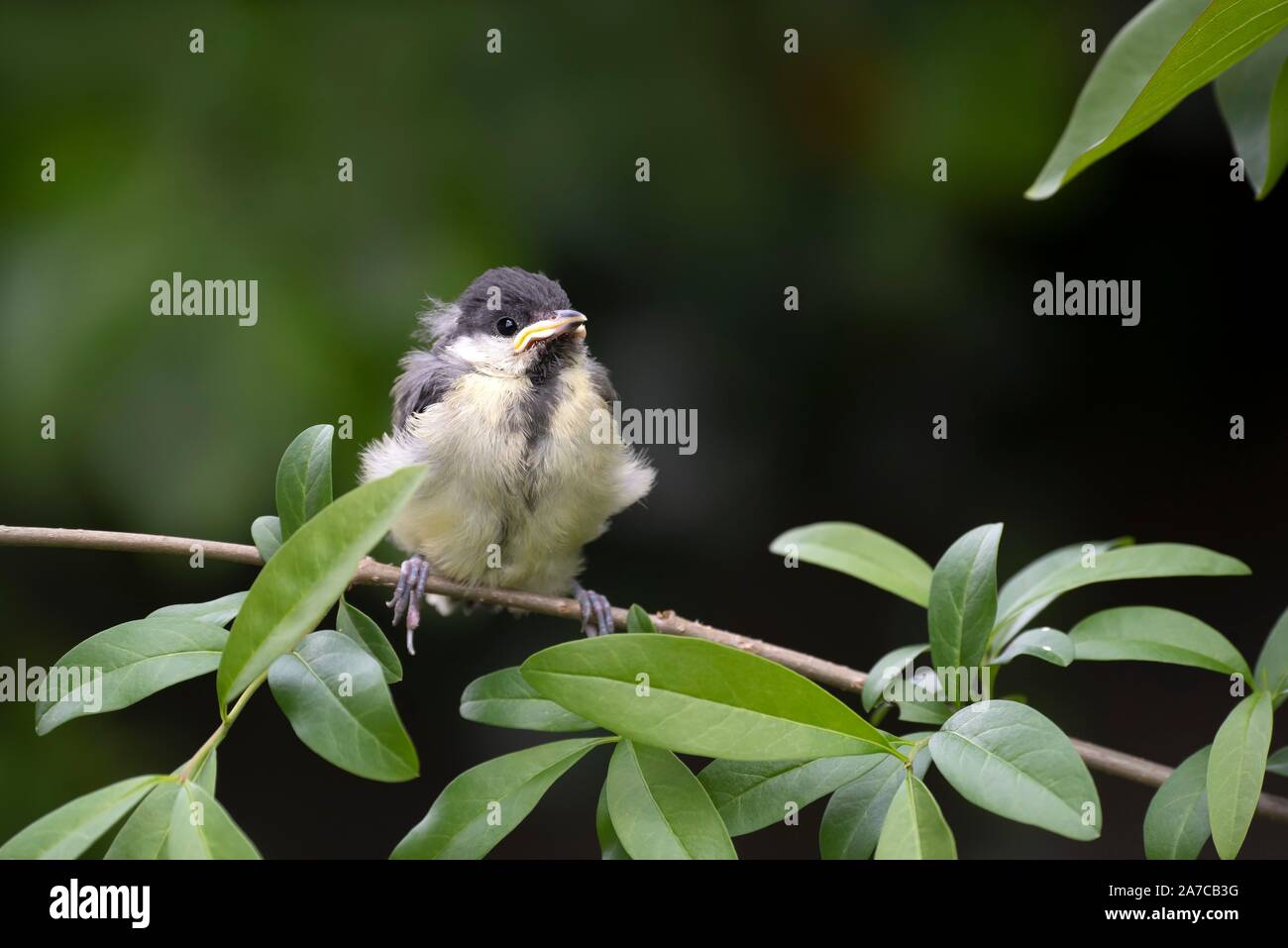 Great tit (Parus major), young bird sitting on a branch, Tyrol, Austria Stock Photo