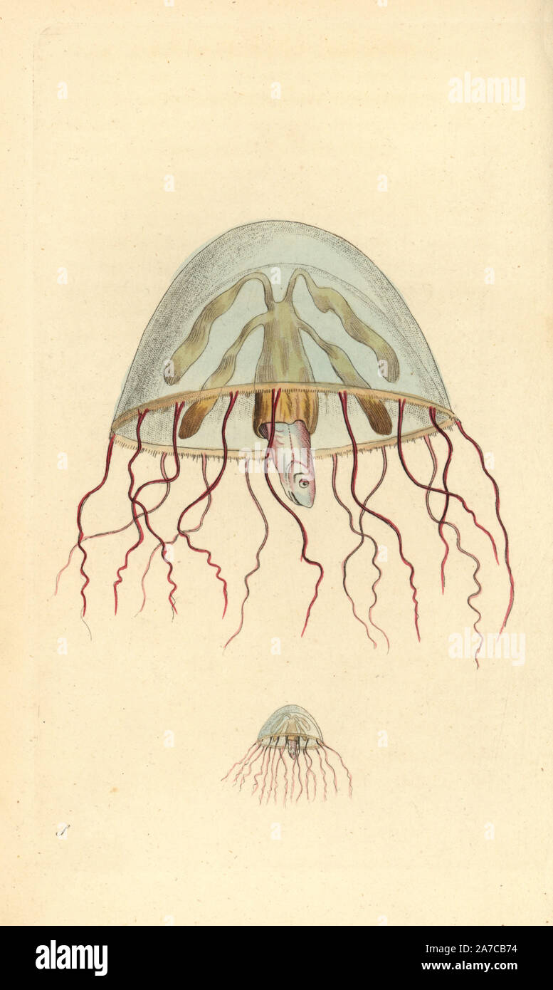 Moon jellyfish, Aurelia aurita, depicted at natural size and greatly magnified, with a tiny fish captured in its centre. Illustration signed S (George Shaw). Handcolored copperplate engraving from George Shaw and Frederick Nodder's "The Naturalist's Miscellany" 1794. Frederick Polydore Nodder (1751~1801?) was a gifted natural history artist and engraver. Nodder honed his draftsmanship working on Captain Cook and Joseph Banks' Florilegium  and engraving Sydney Parkinson's sketches of Australian plants. He was made "botanic painter to her majesty" Queen Charlotte in 1785. Nodder also drew the bo Stock Photo