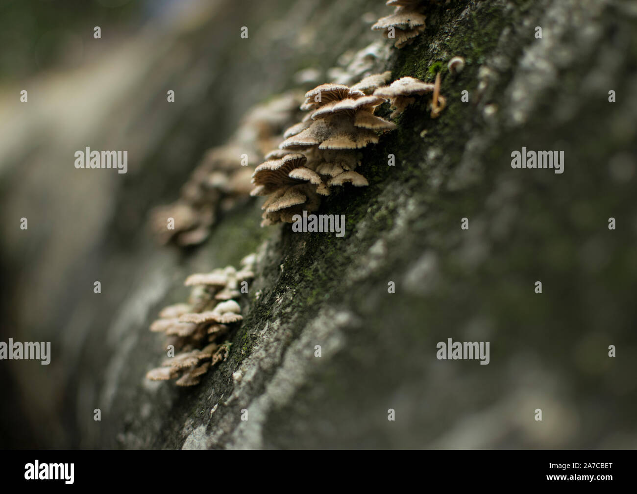 Large group of tiny mushrooms growing on beech tree. Stock Photo