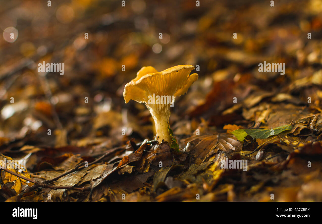 Yellow chanterelle mushrooms in forest Stock Photo Alamy