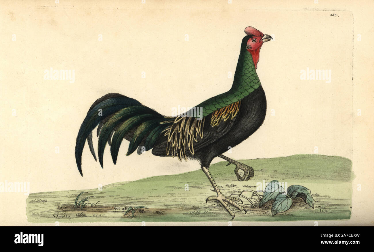 Green junglefowl, Gallus varius. Illustration drawn and engraved by Frederick Nodder. Handcolored copperplate engraving from George Shaw and Frederick Nodder's 'The Naturalist's Miscellany,' London, 1798. Most of the 1,064 illustrations of animals, birds, insects, crustaceans, fishes, marine life and microscopic creatures were drawn by George Shaw, Frederick Nodder and Richard Nodder, and engraved and published by the Nodder family. Frederick drew and engraved many of the copperplates until his death around 1800, and son Richard (17741823) was responsible for the plates signed RN or RPN. Rich Stock Photo