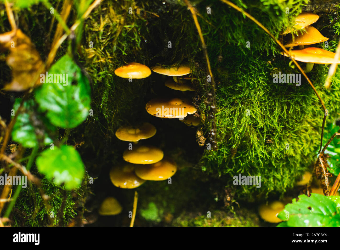 Group of yellow mushrooms growing inside the tree trunk Stock Photo - Alamy