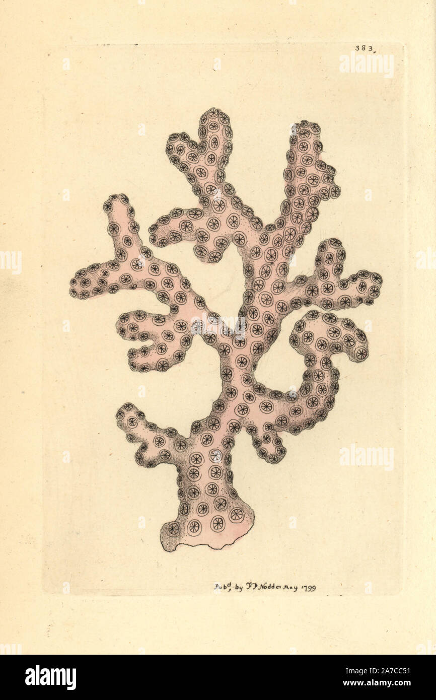 Rose lace coral, Stylaster roseus. Handcolored copperplate engraving from George Shaw and Frederick Nodder's 'The Naturalist's Miscellany,' London, 1799. Most of the 1,064 illustrations of animals, birds, insects, crustaceans, fishes, marine life and microscopic creatures were drawn by George Shaw, Frederick Nodder and Richard Nodder, and engraved and published by the Nodder family. Frederick drew and engraved many of the copperplates until his death around 1800, and son Richard (17741823) was responsible for the plates signed RN or RPN. Richard exhibited at the Royal Academy and became botan Stock Photo