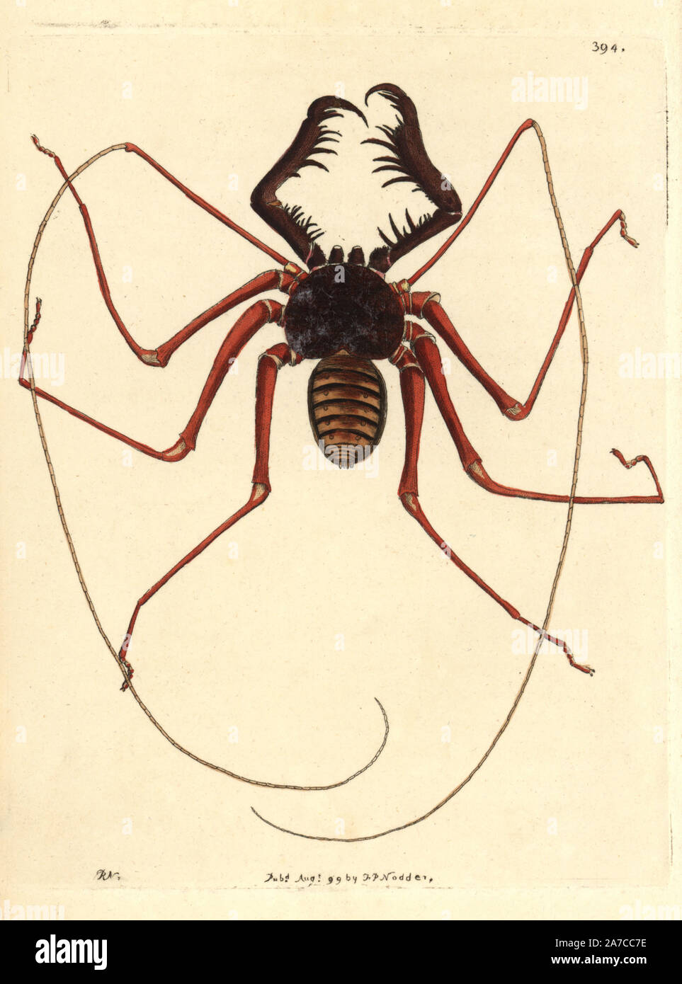 Phrynus ceylonicus, an amblypygid or whip spider from Sri Lanka. Illustration drawn and engraved by Richard Polydore Nodder. Handcolored copperplate engraving from George Shaw and Frederick Nodder's 'The Naturalist's Miscellany,' London, 1799. Most of the 1,064 illustrations of animals, birds, insects, crustaceans, fishes, marine life and microscopic creatures were drawn by George Shaw, Frederick Nodder and Richard Nodder, and engraved and published by the Nodder family. Frederick drew and engraved many of the copperplates until his death around 1800, and son Richard (17741823) was responsibl Stock Photo