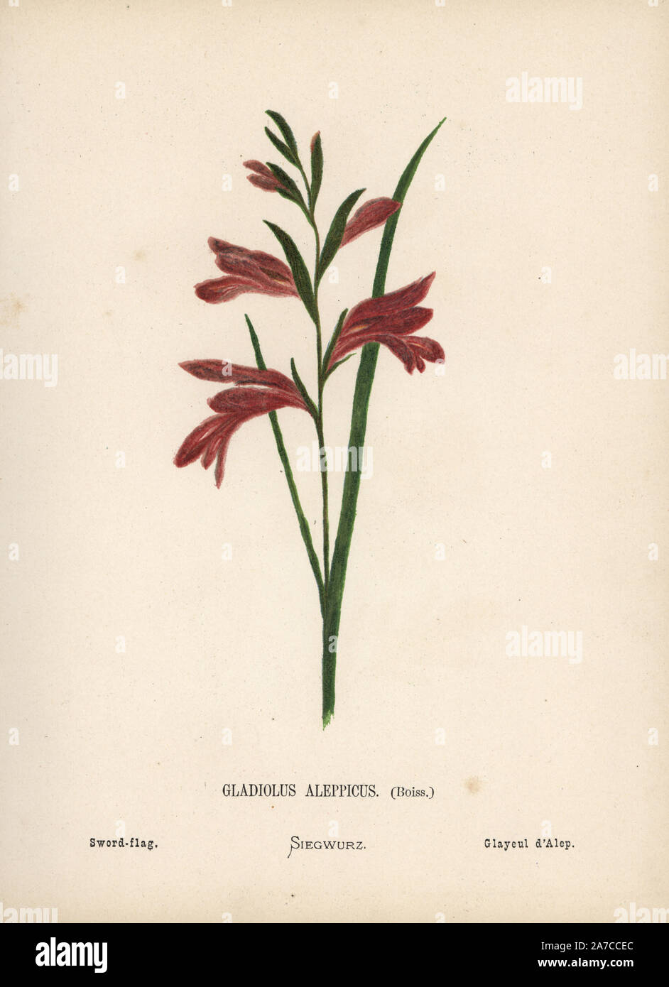 Sword flag, Gladiolus atroviolaceus. Chromolithograph of a botanical illustration by Hannah Zeller from her own Wild Flowers of the Holy Land,' James Nisbet, London, 1876. Hannah Zeller (1838-1922) was a Swiss missionary who botanized near Nazareth for many years. Stock Photo