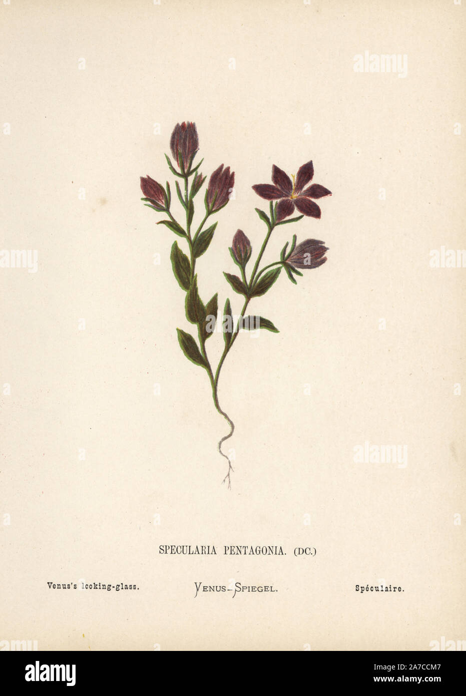 Venus's looking glass, Legousia pentagonia. Chromolithograph of a botanical illustration by Hannah Zeller from her own Wild Flowers of the Holy Land,' James Nisbet, London, 1876. Hannah Zeller (1838-1922) was a Swiss missionary who botanized near Nazareth for many years. Stock Photo