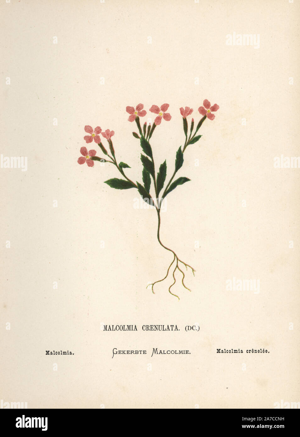 Malcolmia, Maresia meyeri Dvorak. Chromolithograph of a botanical illustration by Hannah Zeller from her own Wild Flowers of the Holy Land,' James Nisbet, London, 1876. Hannah Zeller (1838-1922) was a Swiss missionary who botanized near Nazareth for many years. Stock Photo