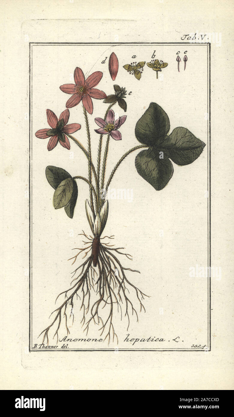Liverwort, Anemone hepatica. Handcoloured copperplate engraving by J.S. Leitner from a drawing by B. Thanner from Johannes Zorn's 'Icones plantarum medicinalium,' Germany, 1796. Zorn (1739-99) was a German pharmacist and botanist who travelled all over Europe searching for medicinal plants. Stock Photo