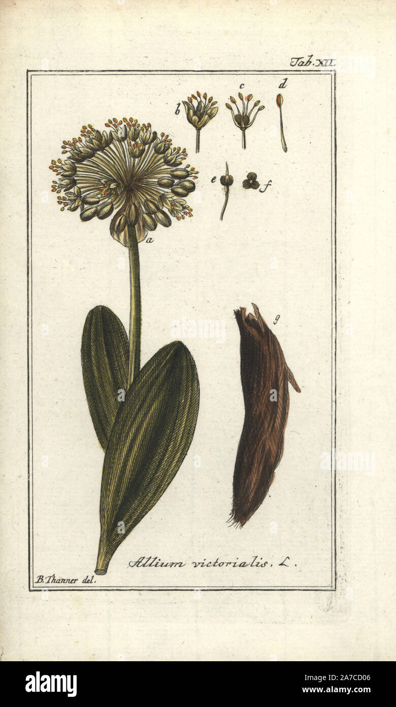 Victory onion or Alpine leek, Allium victorialis. Handcoloured copperplate engraving from a drawing by B. Thanner from Johannes Zorn's 'Icones plantarum medicinalium,' Germany, 1796. Zorn (1739-99) was a German pharmacist and botanist who travelled all over Europe searching for medicinal plants. Stock Photo