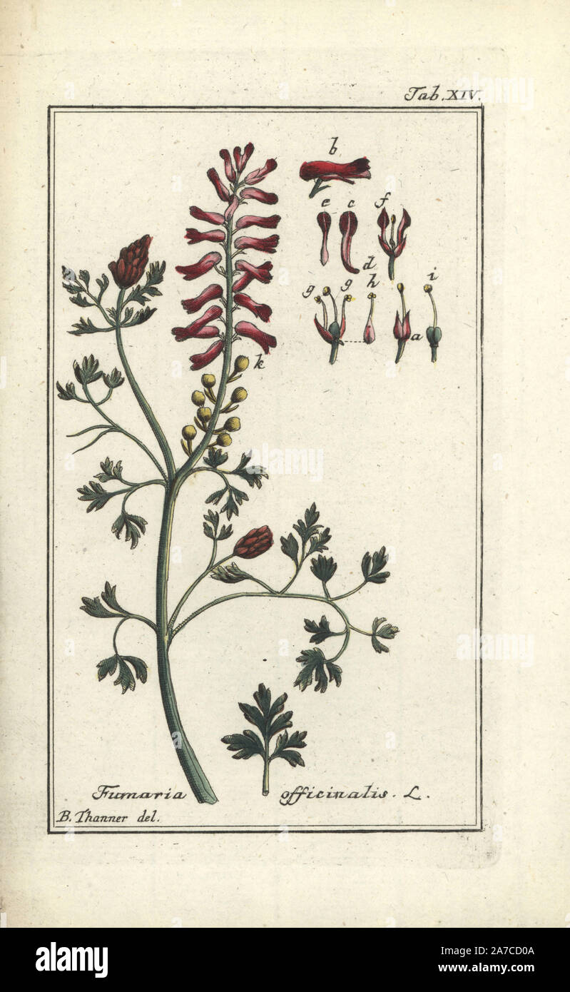 Drawing of fumitory hi-res stock photography and images - Alamy