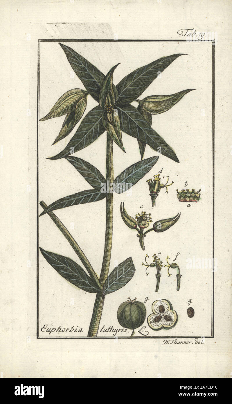 Caper spurge, Euphorbia lathyris. Handcoloured copperplate engraving from a drawing by B. Thanner from Johannes Zorn's 'Icones plantarum medicinalium,' Germany, 1796. Zorn (1739-99) was a German pharmacist and botanist who travelled all over Europe searching for medicinal plants. Stock Photo