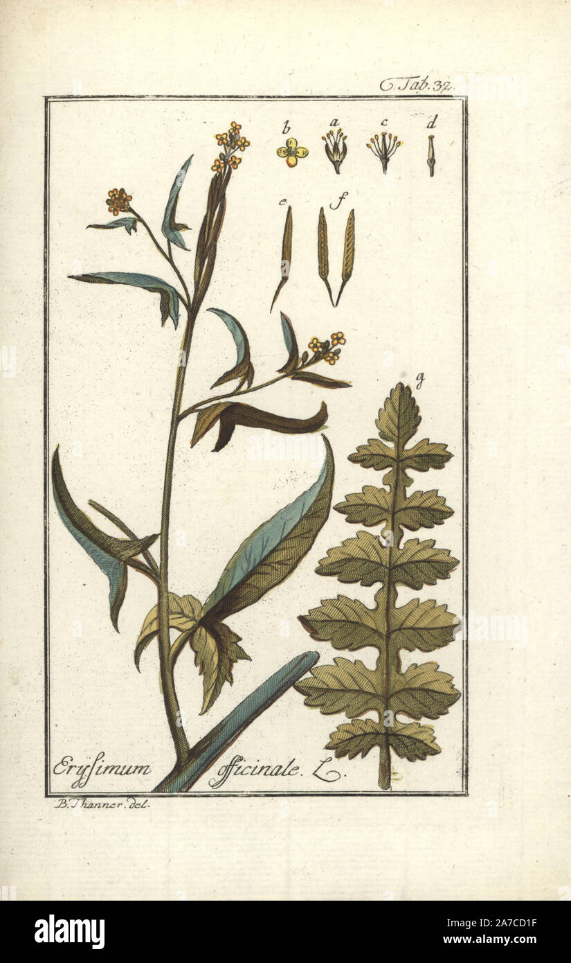 Hedge mustard, Sisymbrium officinale. Handcoloured copperplate engraving from a drawing by B. Thanner from Johannes Zorn's 'Icones plantarum medicinalium,' Germany, 1796. Zorn (1739-99) was a German pharmacist and botanist who travelled all over Europe searching for medicinal plants. Stock Photo