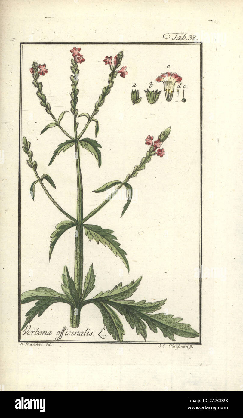 Vervain, Verbena officinalis. Handcoloured copperplate engraving by J.C. Claessner from a drawing by B. Thanner from Johannes Zorn's 'Icones plantarum medicinalium,' Germany, 1796. Zorn (1739-99) was a German pharmacist and botanist who travelled all over Europe searching for medicinal plants. Stock Photo