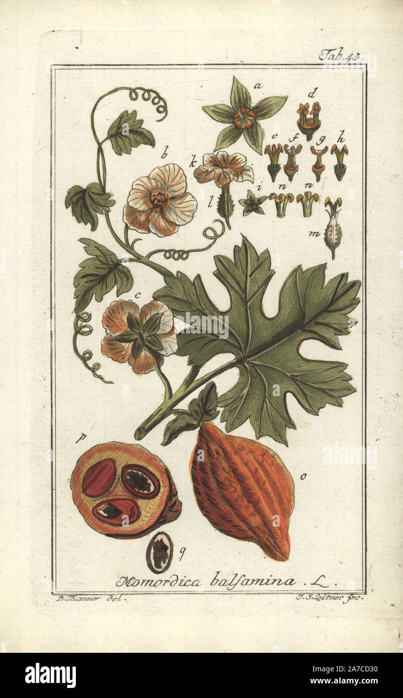 Balsam apple, Momordica balsamina. Handcoloured copperplate engraving by J.C. Leitner from a drawing by B. Thanner from Johannes Zorn's 'Icones plantarum medicinalium,' Germany, 1796. Zorn (1739-99) was a German pharmacist and botanist who travelled all over Europe searching for medicinal plants. Stock Photo