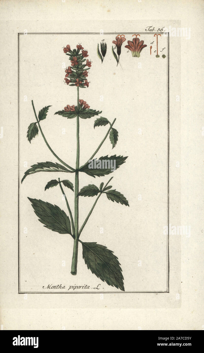 Peppermint, Mentha piperita. Handcoloured copperplate engraving from Johannes Zorn's 'Icones plantarum medicinalium,' Germany, 1796. Zorn (1739-99) was a German pharmacist and botanist who travelled all over Europe searching for medicinal plants. Stock Photo