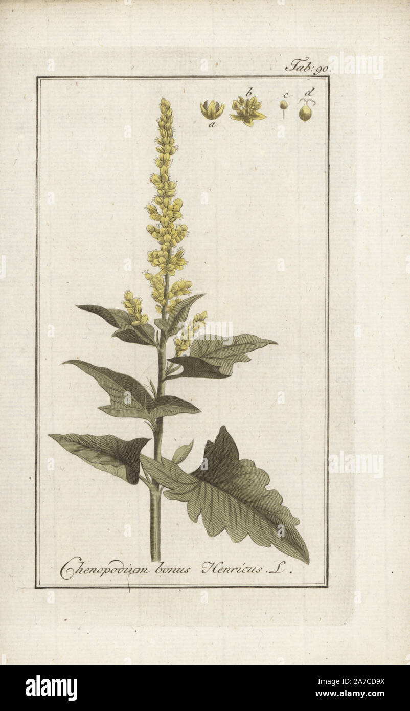 Good King Henry or poor man's asparagus, Chenopodium bonus Henricus. Handcoloured copperplate engraving from Johannes Zorn's 'Icones plantarum medicinalium,' Germany, 1796. Zorn (1739-99) was a German pharmacist and botanist who travelled all over Europe searching for medicinal plants. Stock Photo