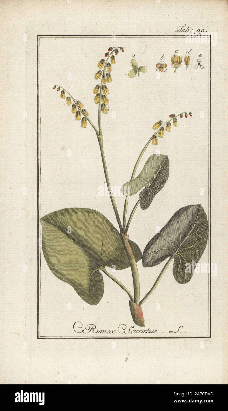 French sorrel, Rumex scutatus. Handcoloured copperplate engraving from Johannes Zorn's 'Icones plantarum medicinalium,' Germany, 1796. Zorn (1739-99) was a German pharmacist and botanist who travelled all over Europe searching for medicinal plants. Stock Photo