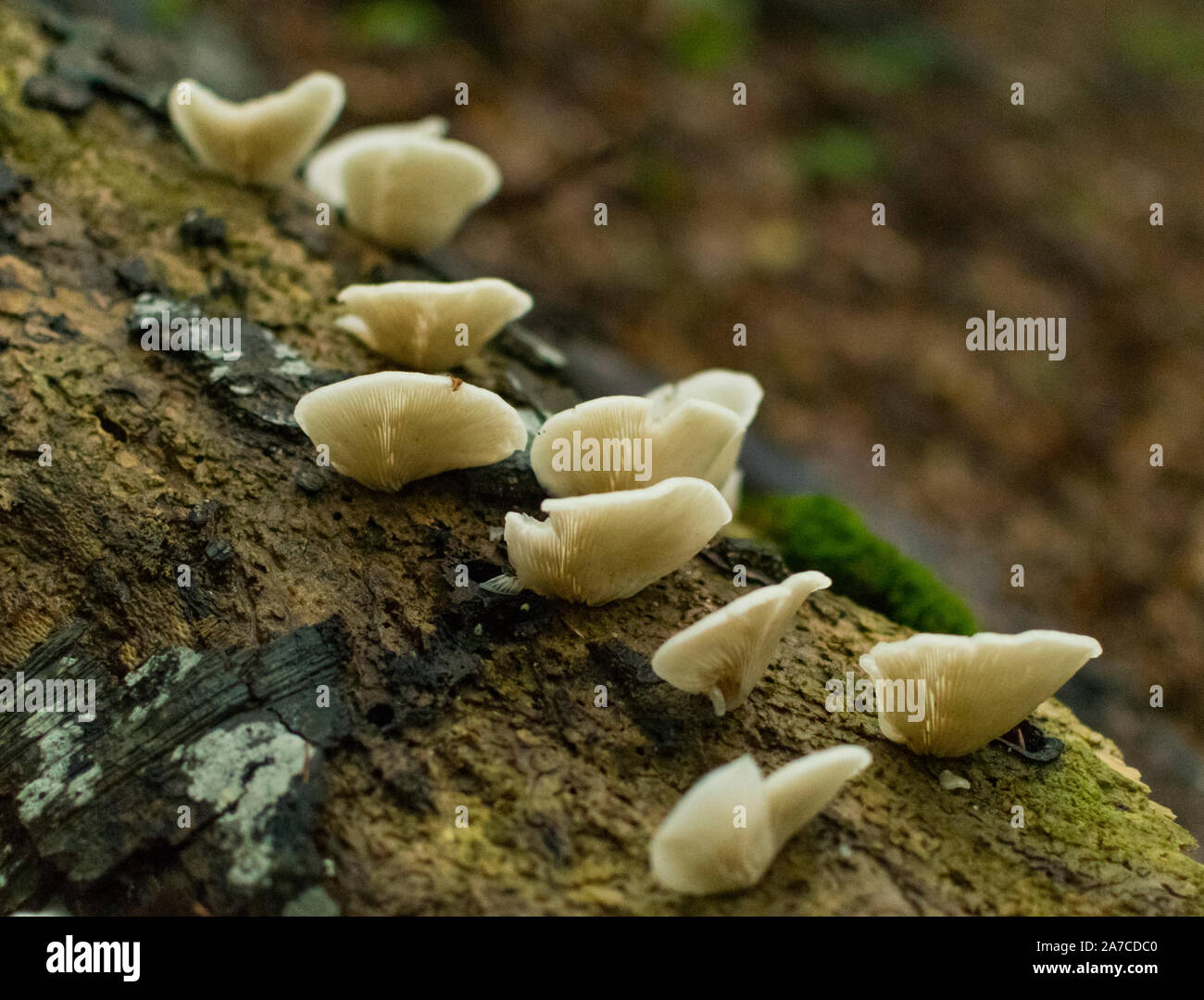 Group of white mushrooms growing on old tree trunk Stock Photo - Alamy
