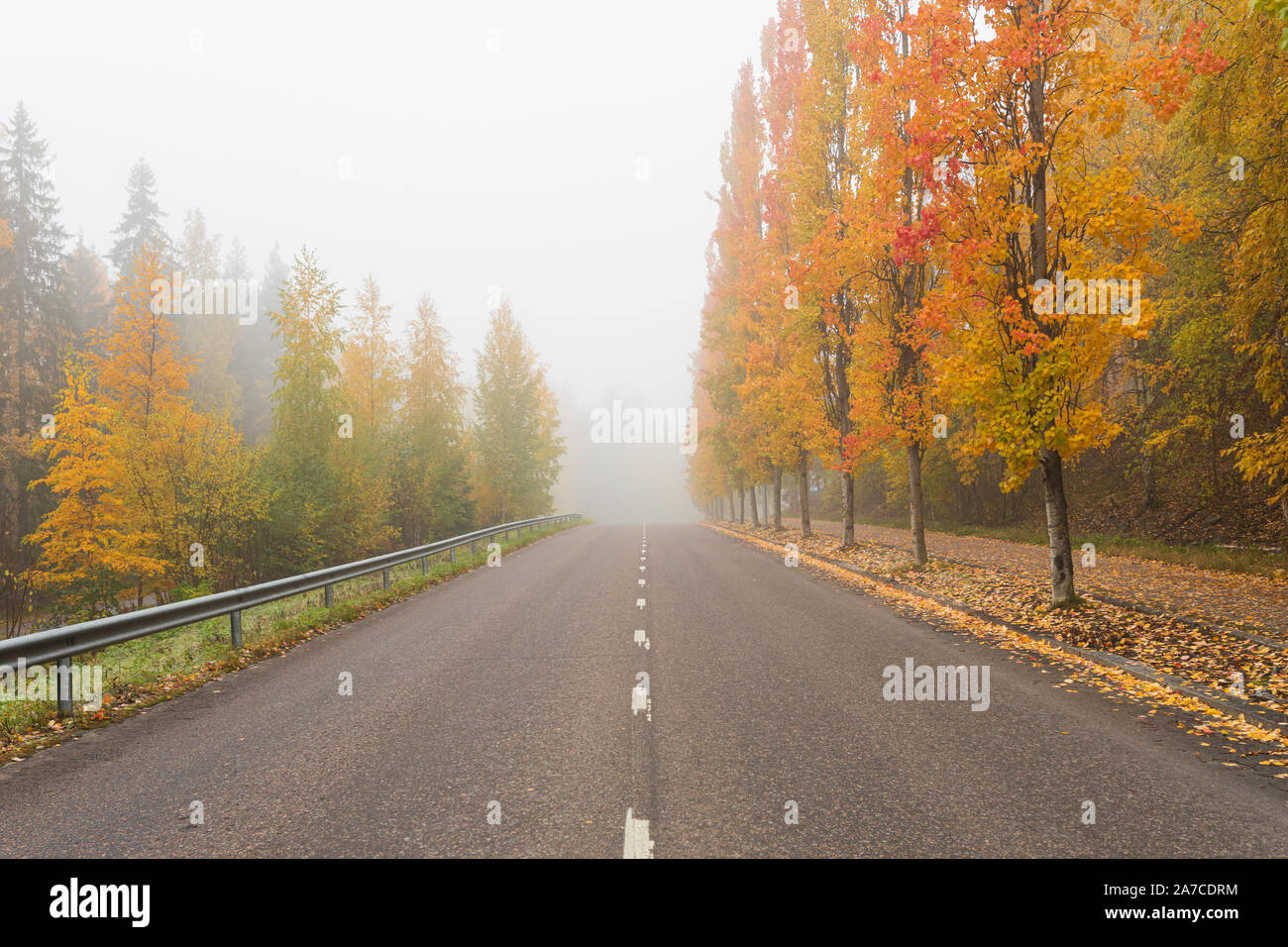 Empty asphalt road and trees in autumn colors at foggy morning Stock ...