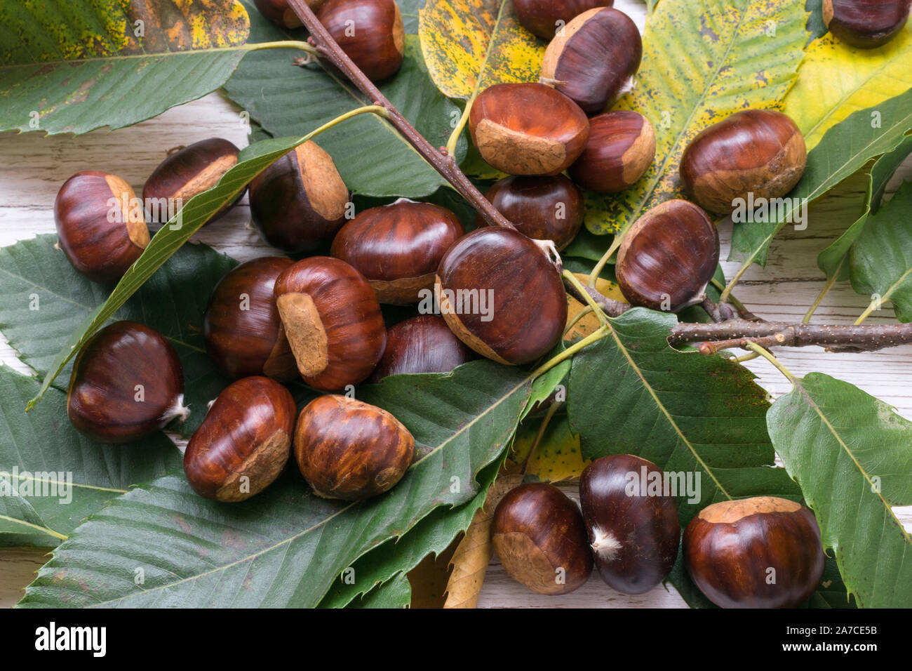 raw chestnuts on the leaves of a chestnut Stock Photo - Alamy
